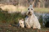 SCOTTISH TERRIER 017